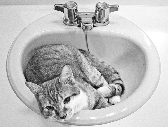 Photo of a sink with a cat in it